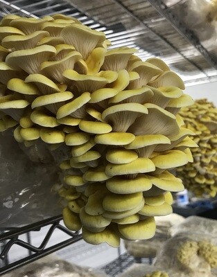 Gold Oyster Mushrooms ~1/2 lb (fresh)