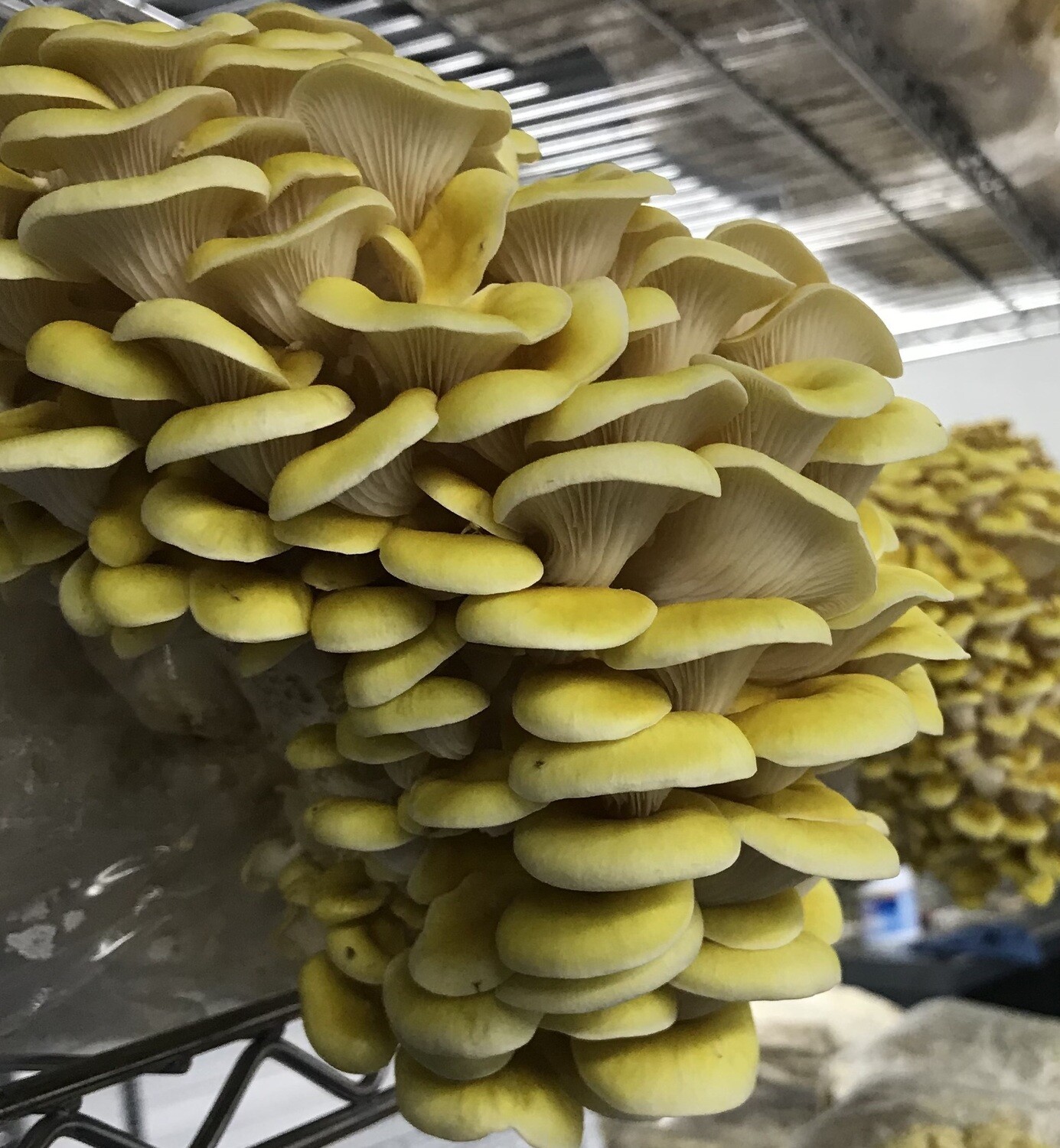 Gold Oyster ~7 lb Mushroom (grow kits)