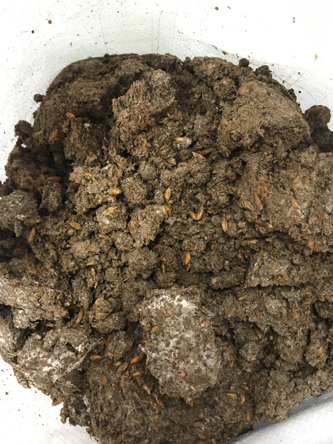 Lions Mane Mushroom Mulch/Spawn ~30 lbs
