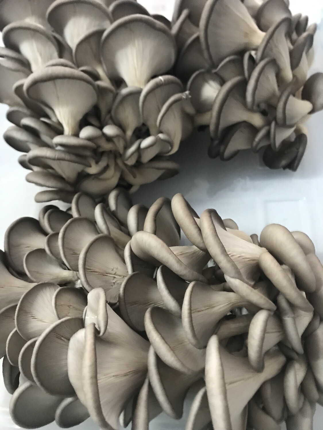 Grey/Blue Oyster Mushrooms ~5 lb (fresh)