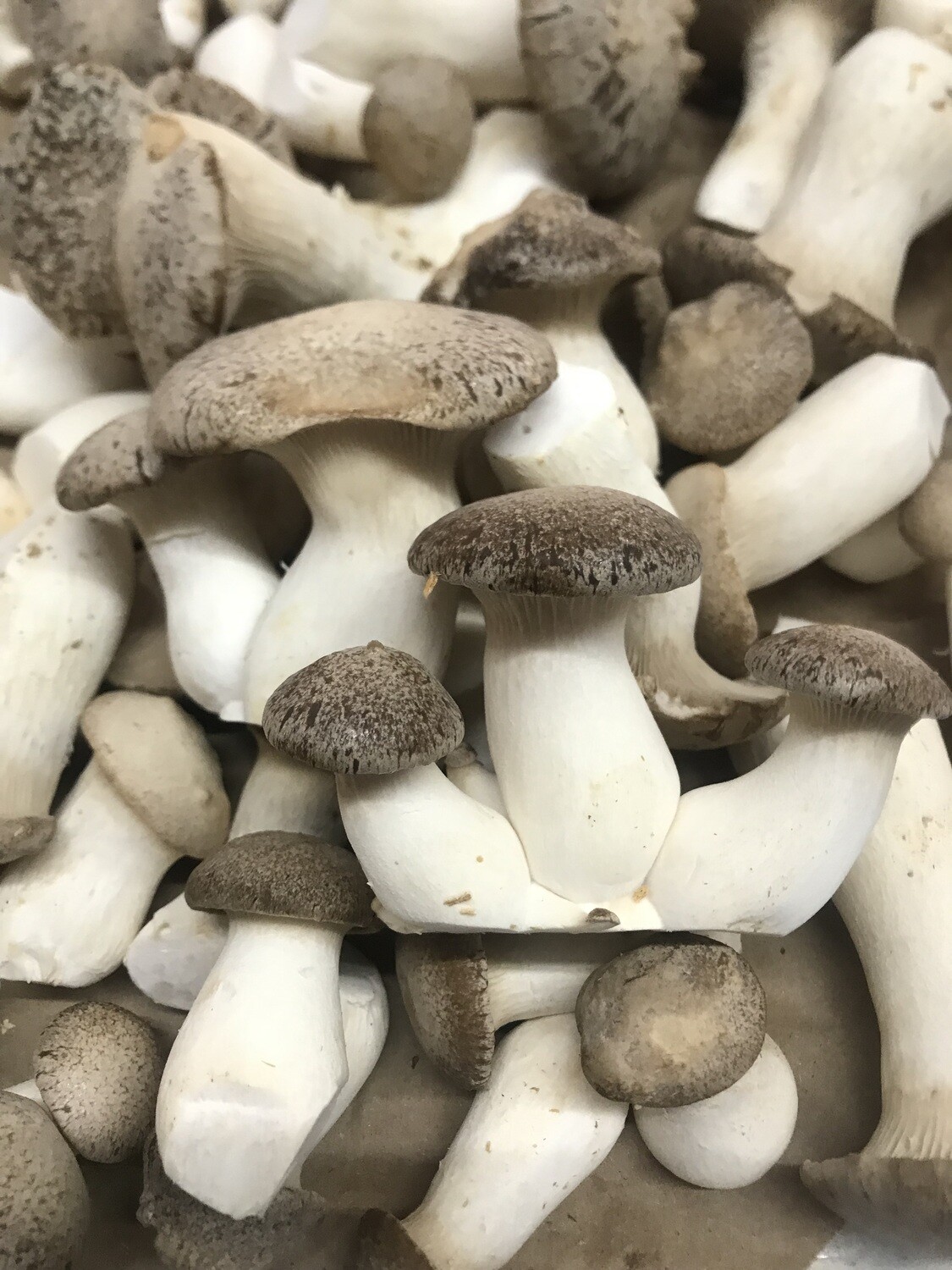 King Trumpet Mushrooms Fresh 5 lb.