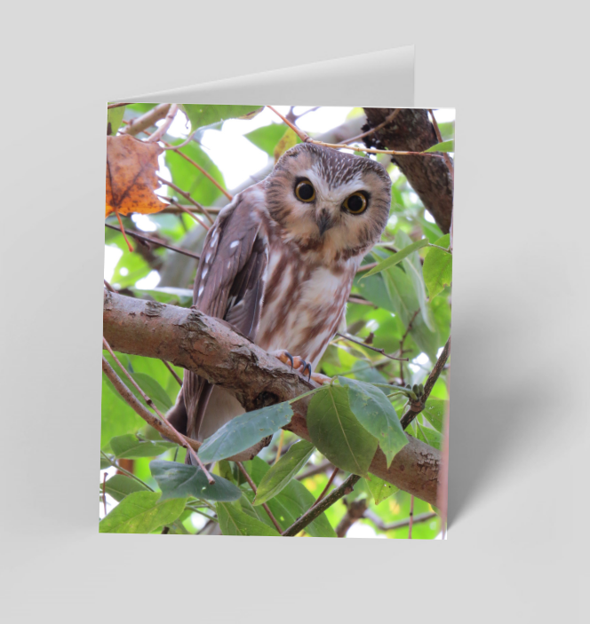 Set of 6 Folded Note Cards - Birds No. 1
