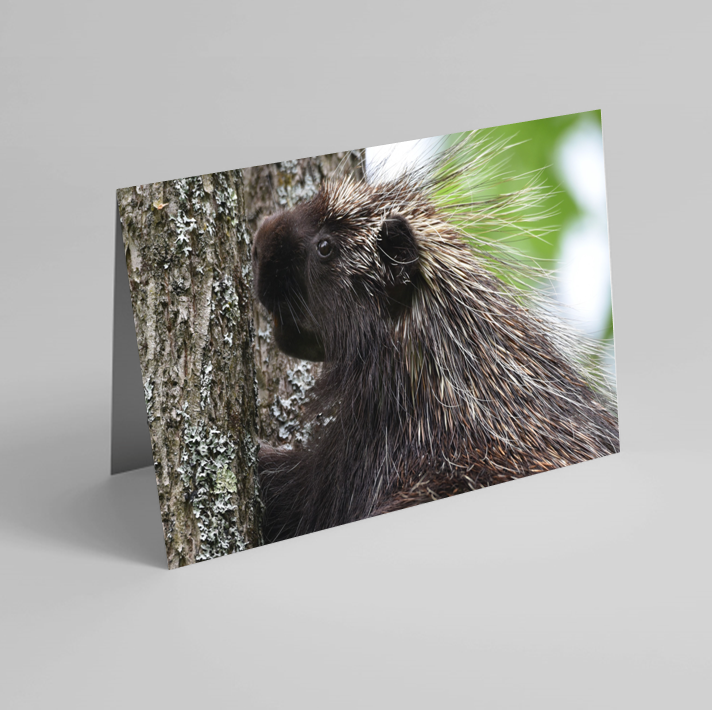 Set of 6 Folded Note Cards - Animals No. 1