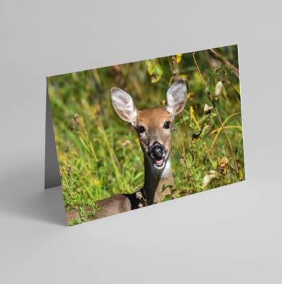 Set of 6 Folded Note Cards - Animals No. 2