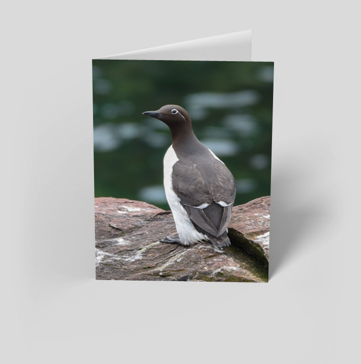 Set of 6 Folded Note Cards - Birds No. 2