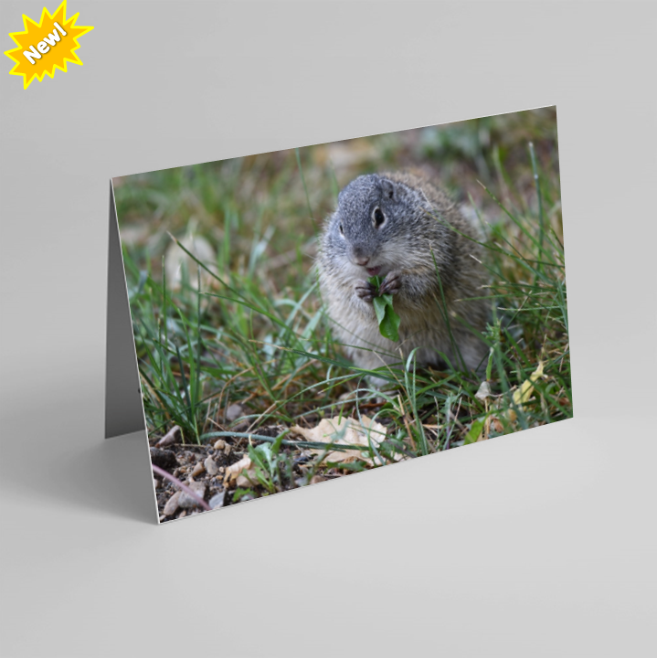 Set of 6 Folded Note Cards - Animals No. 3