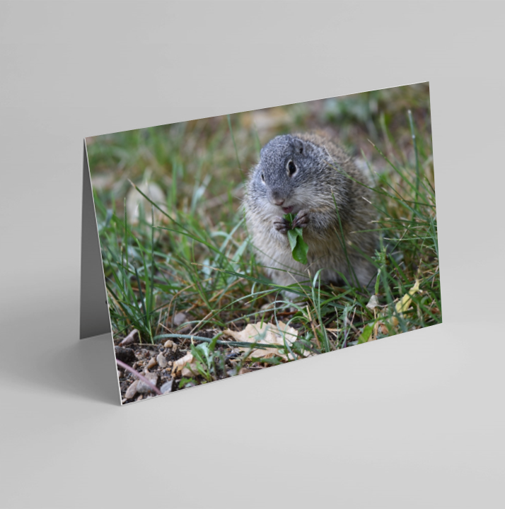 Set of 6 Folded Note Cards - Animals No. 3