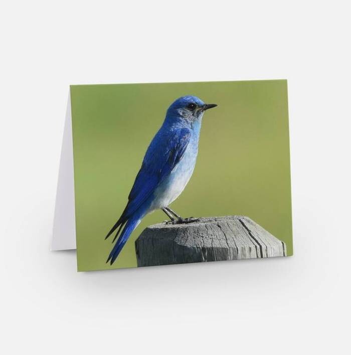 Set of 6 Folded Note Cards - Birds No. 4