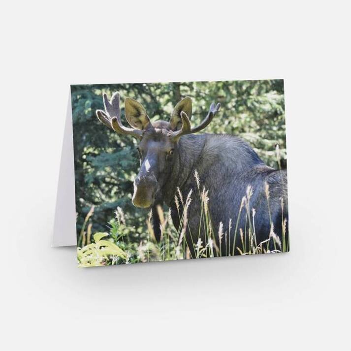 Set of 6 Folded Note Cards - Animals No. 4
