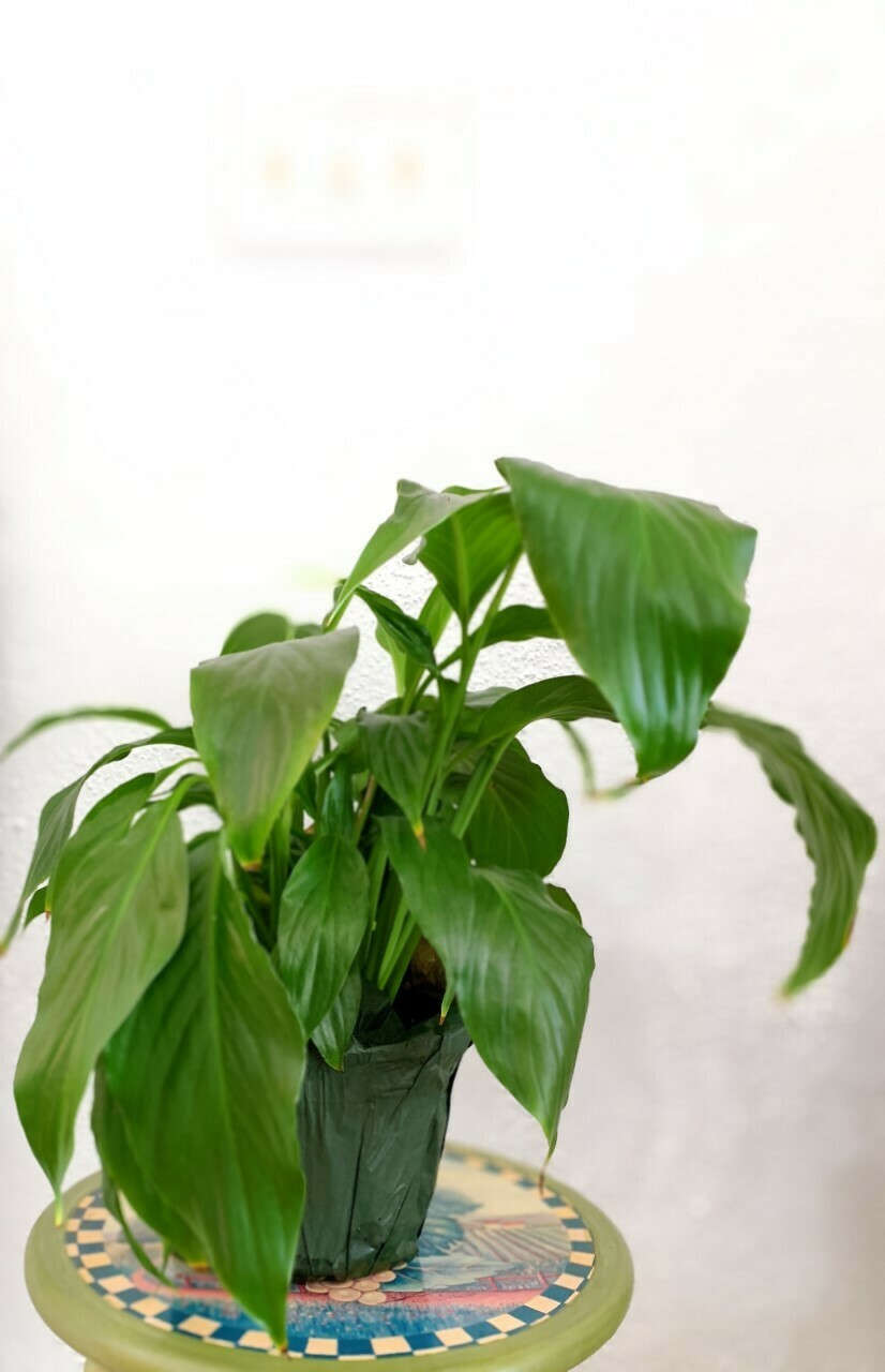PEACE LILLY PLANT  6"