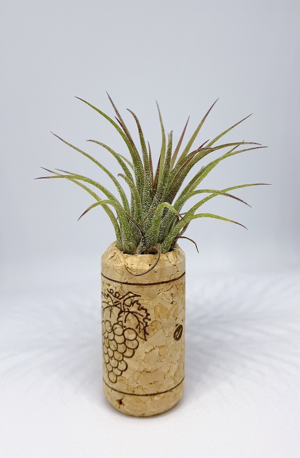 Magnetic Wine Cork with Lonantha Air Plants