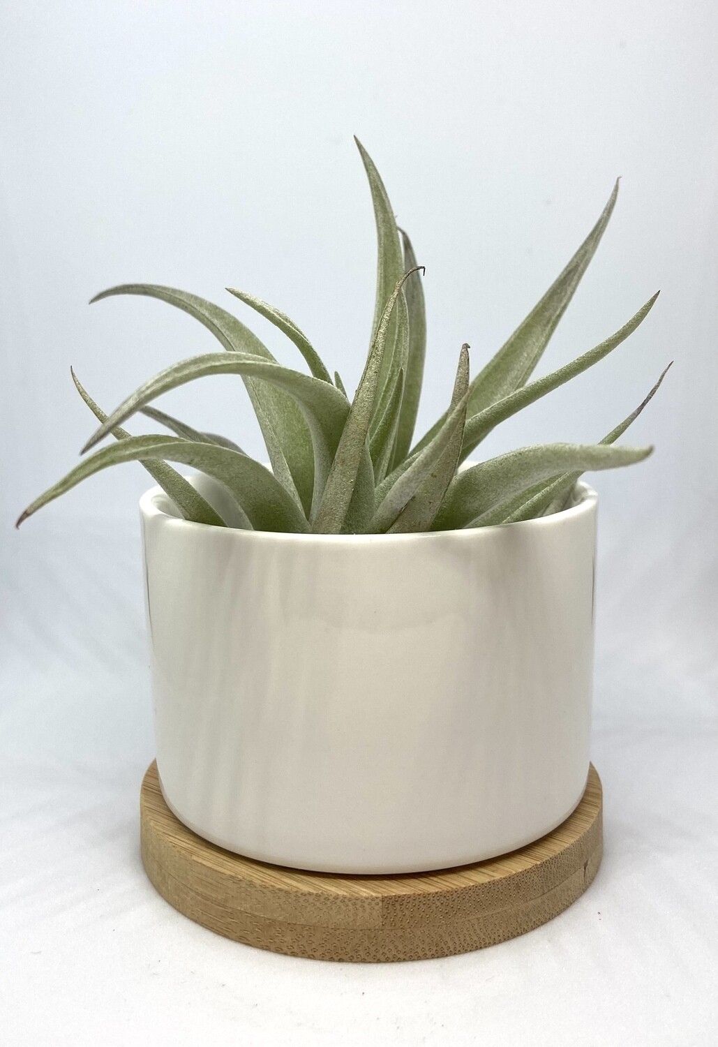 White Ceramic Planter 2” with Base Tray