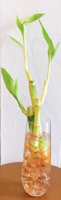 Lucky Bamboo with Vase (3 stalk)
