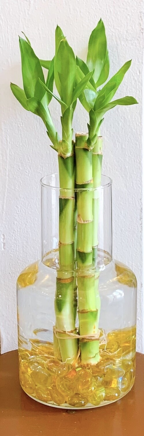 Lucky Bamboo with Vase (4 stalks)
