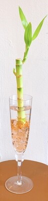 Lucky Bamboo with Vase Peach Marbles (1stalk)