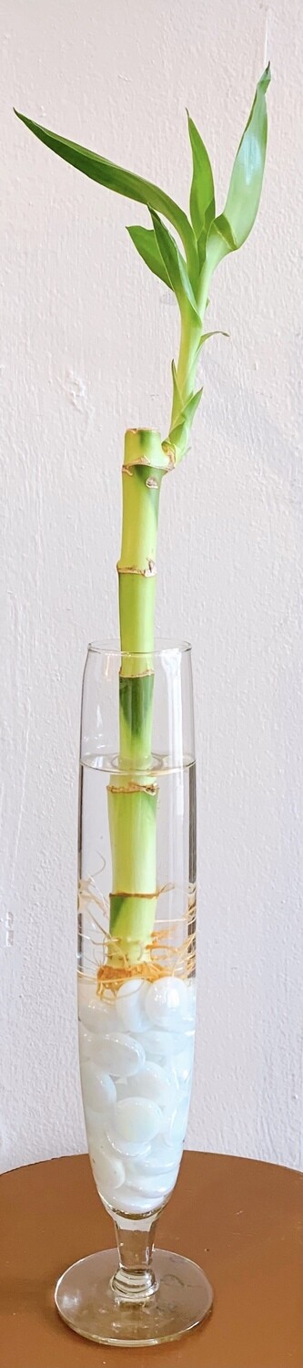 Lucky Bamboo with Vase white marbles (1stalk)