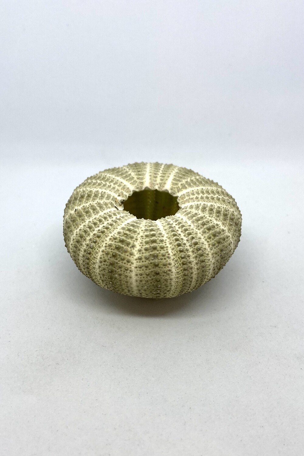 Sea Urchin Shell 2”