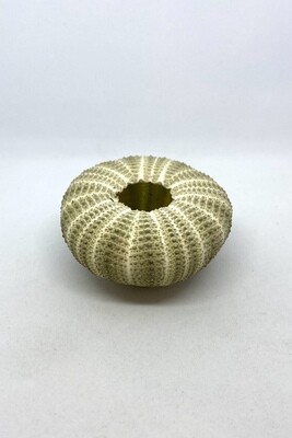 Sea Urchin Shell 2”
