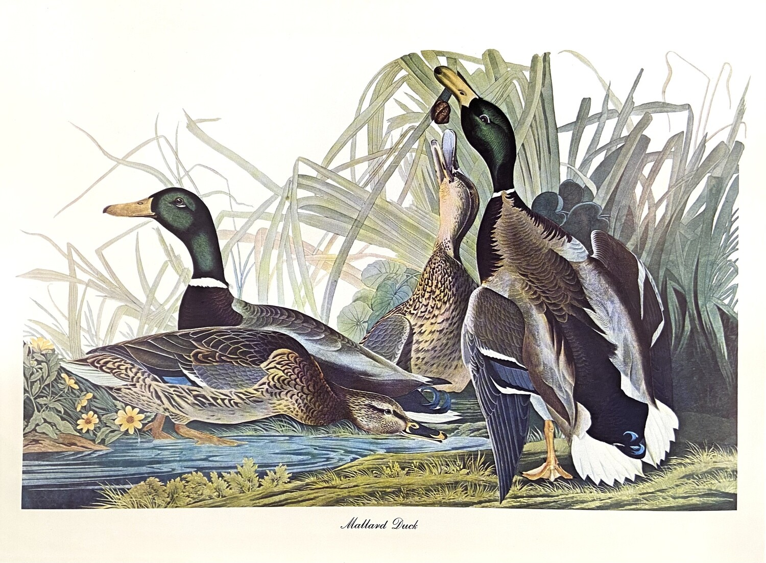 Audubon Birds of America Prints, Bird: Mallard Duck
