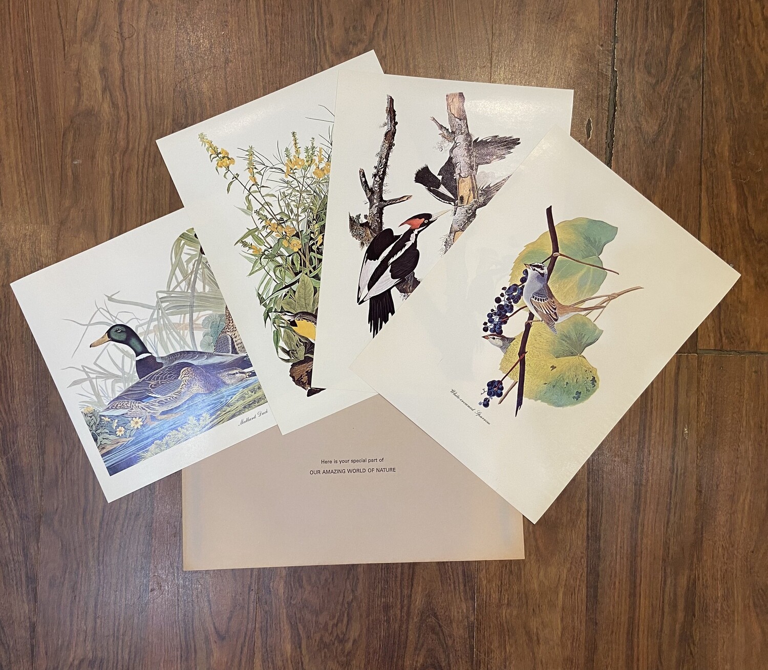 Audubon Birds of America Prints