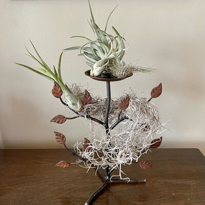 Wrought Iron Tree Air Plant Display