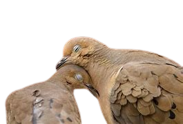 General