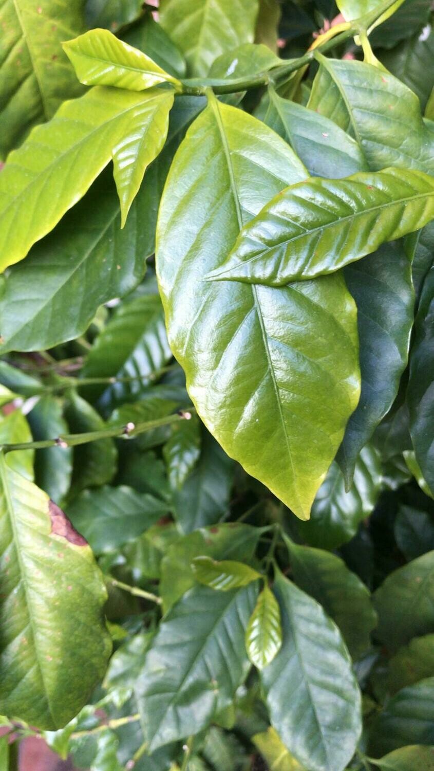 Green coffee leaves / Hojas verdes del árbol del café ( cafeto ) - Bolsas de 3 grs. aprox. (5-10 hojas)