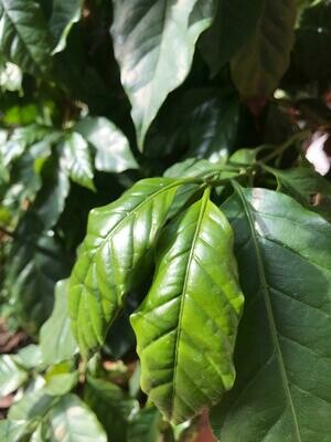Green coffee leaves / Hojas verdes del árbol del café ( cafeto ) - Bolsas de 3 grs. aprox. (5-10 hojas)