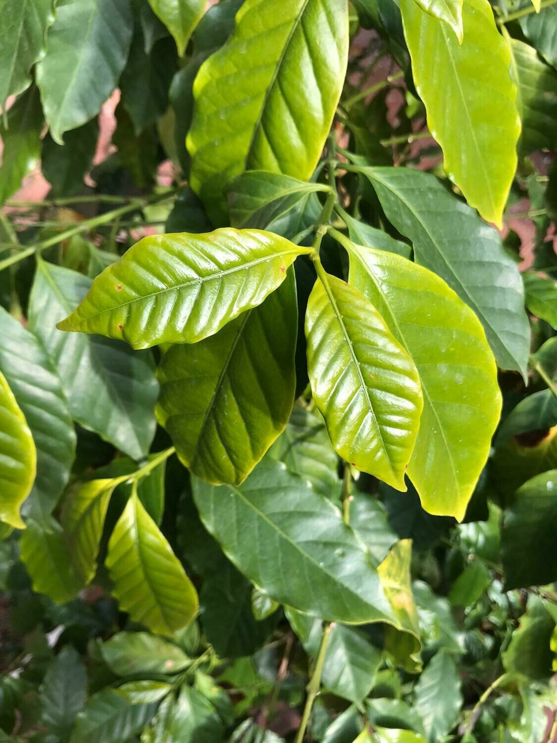 Green coffee leaves / Hojas verdes del árbol del café ( cafeto ) - Bolsas de 3 grs. aprox. (5-10 hojas)