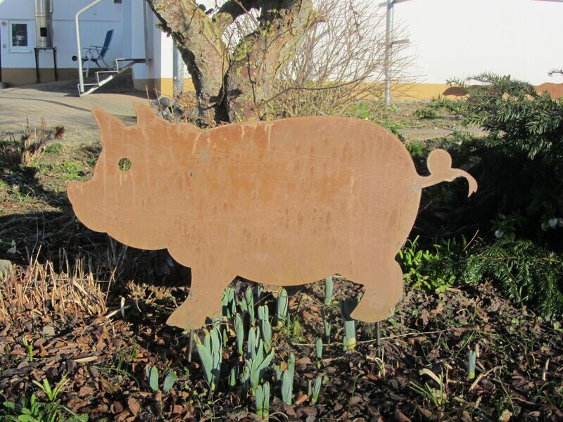Schwein