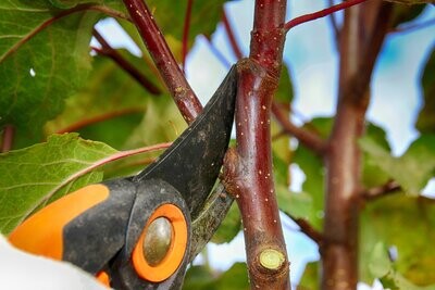 General Gardening Services