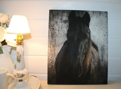 16 16" x 20" Wrapped Canvas Print of "Hank's Sun Mane"