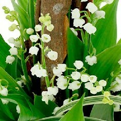 Muguet 1er mai