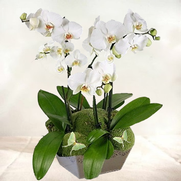 Orchidées blanches en coupe