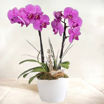 Orchidée Phalaenopsis