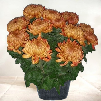 Chrysanthème marron