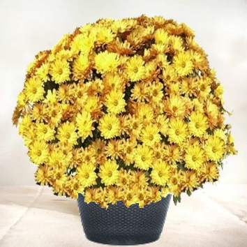 Chrysanthème jaune/orangé