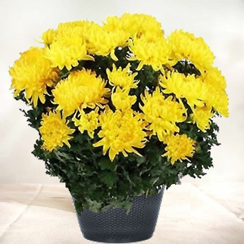 Chrysanthème jaune