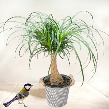 Beaucarnea