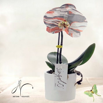 Orchidée Singolo Arto