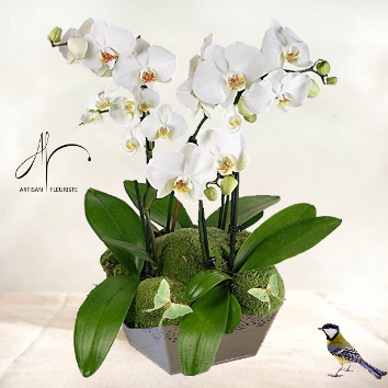 Orchidée blanche en coupe