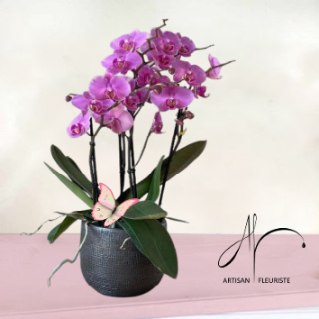Orchidée rose fuchsia