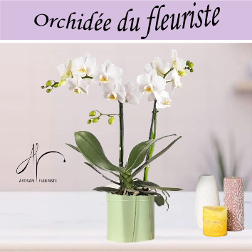 Orchidée du fleuriste