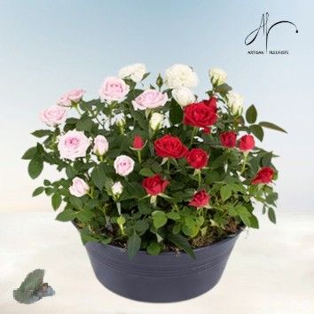 Jardin de roses