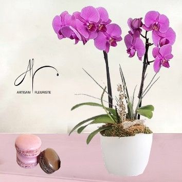 Orchidée Phalaenopsis