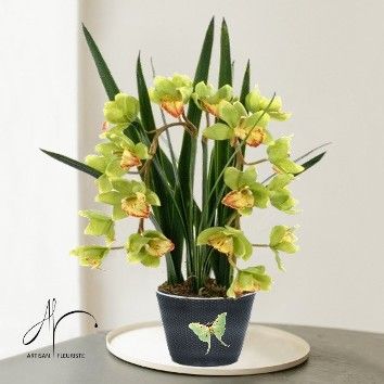 Orchidée Cymbidium
