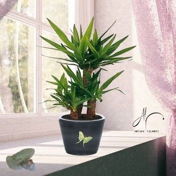 Yucca