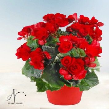 Bégonia en pot