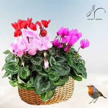 Cyclamens variés