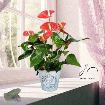 Anthurium